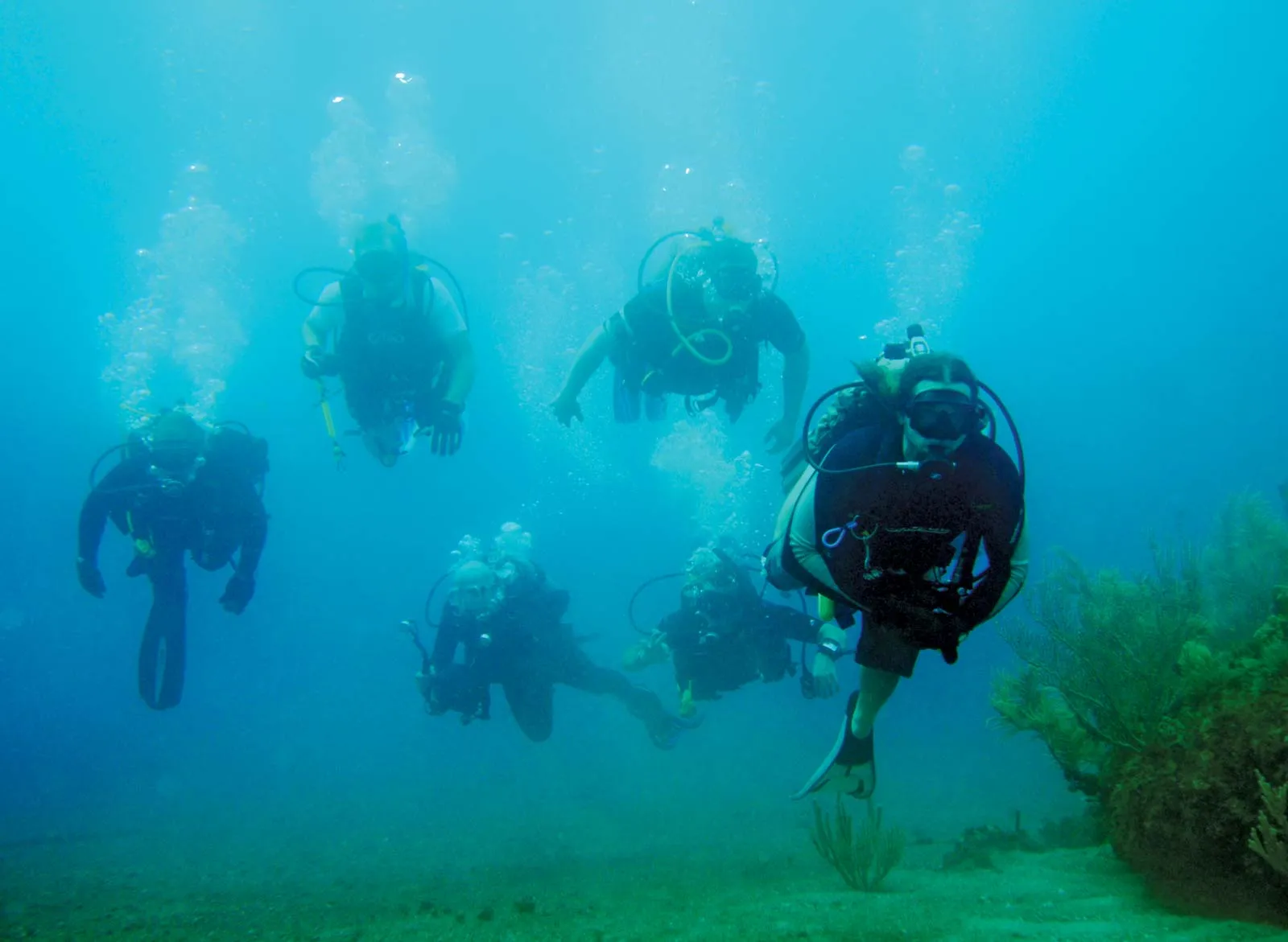 Explore ethical marine adventures with vegan dive travel experts